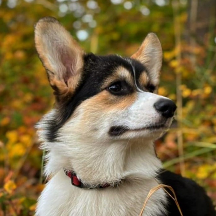 Bragi von Mons Kestrel "Tsuki"